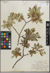 Foto von Salix glaucops Andersson